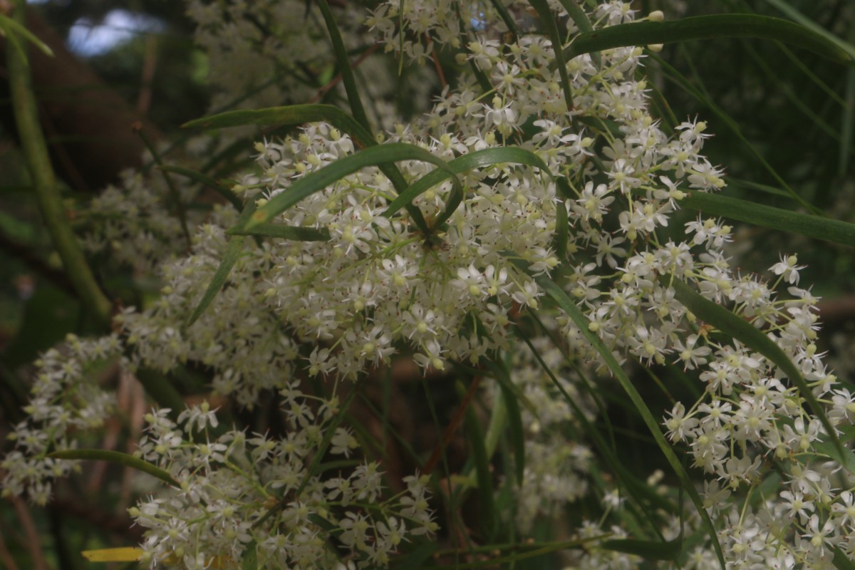 Asparagus falcatus L.